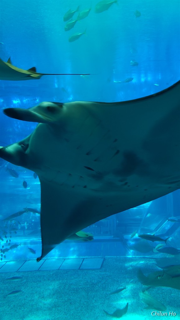 沖縄美ら海水族館
